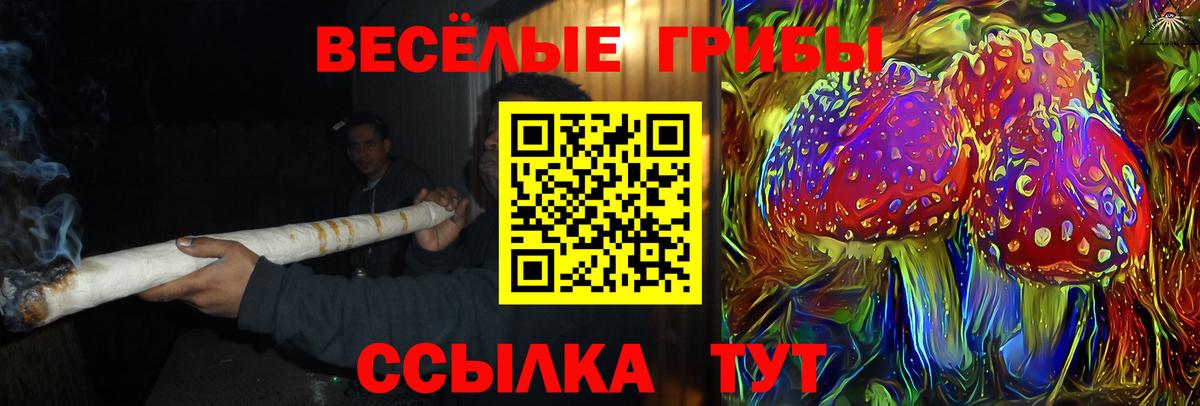 Галлюциногенные грибы Psilocybe Чита